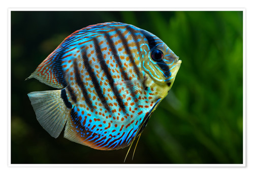 Discus